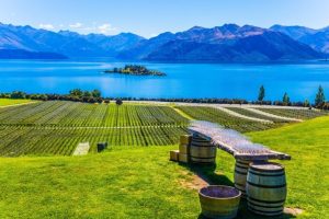 Wines of New Zealand